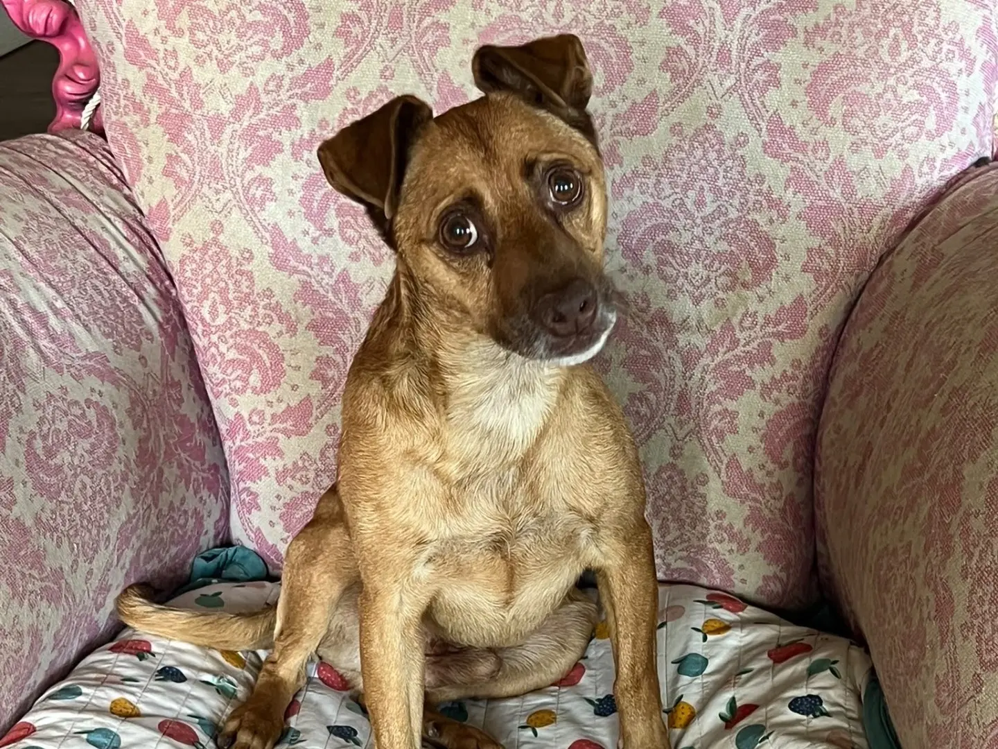 Adotta il cane Otto a Savona