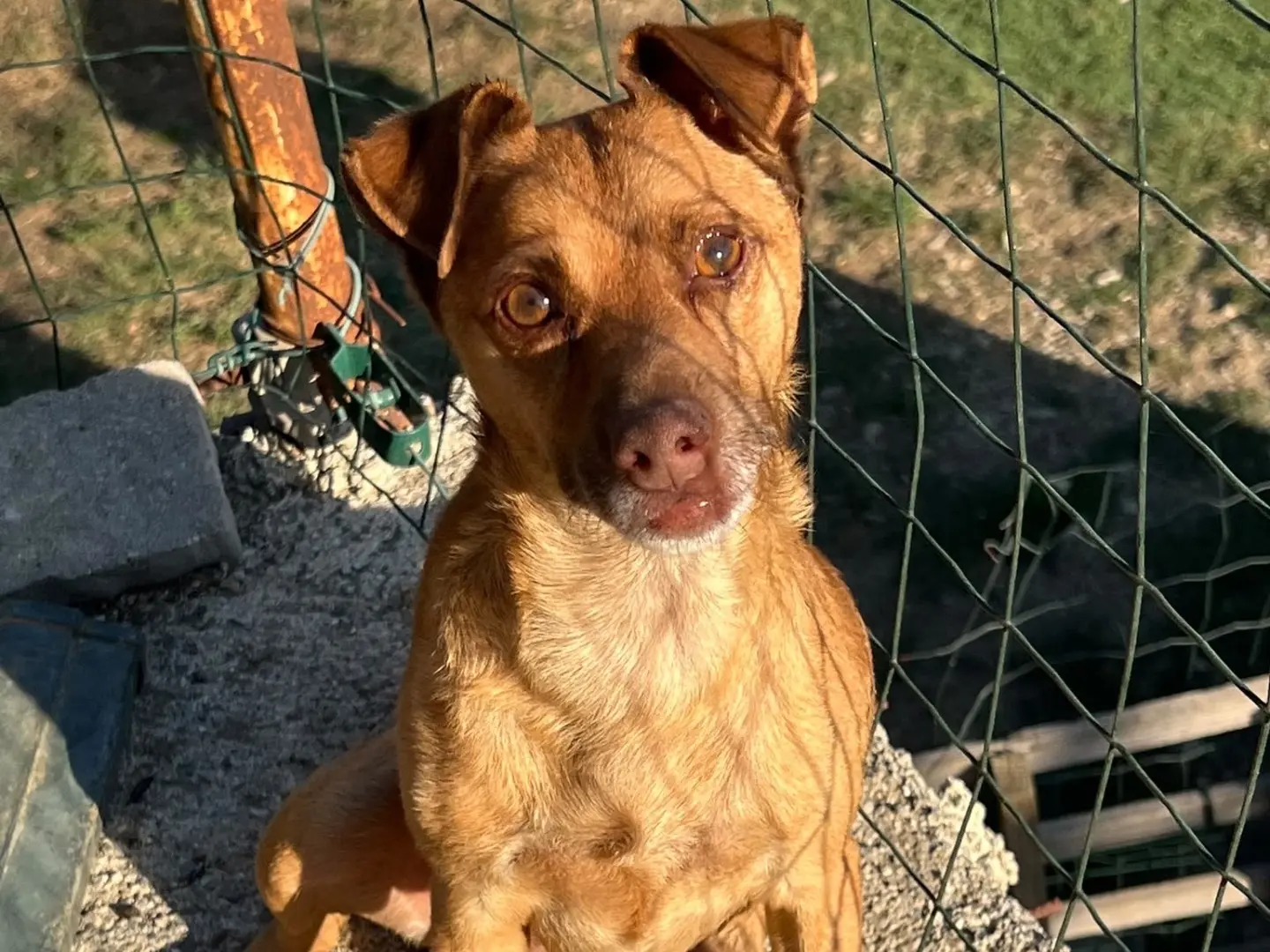 Adotta un cane, maschio, 5 anni e 9 mesi, Savona