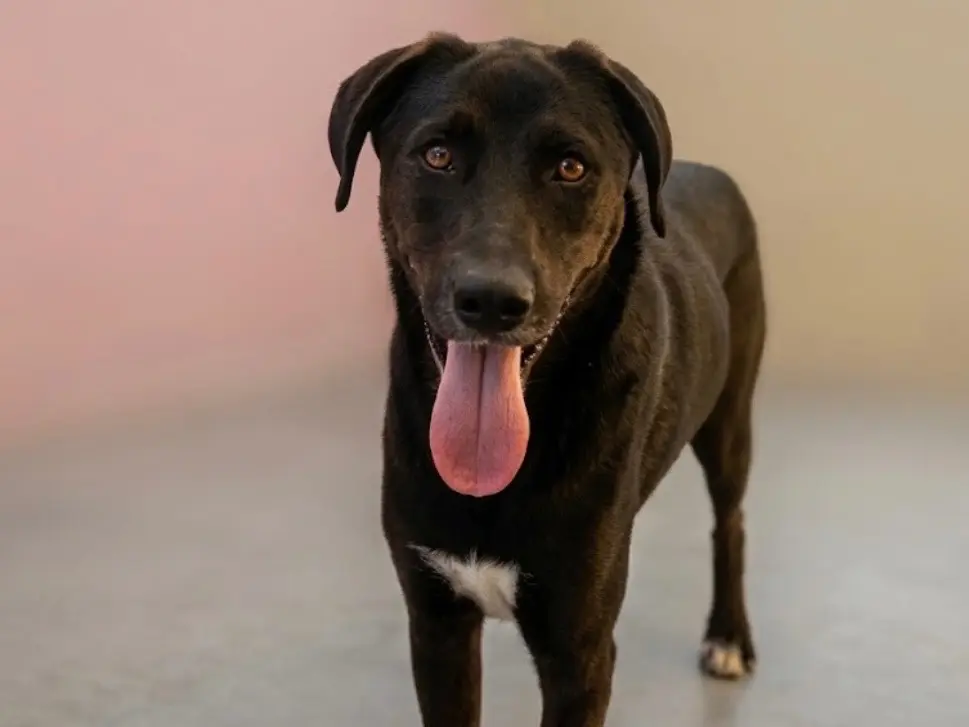 Adozione cane, femmina, Razza sconosciuta Razza sconosciuta, 1 anno e 11 mesi, taglia media, Sud