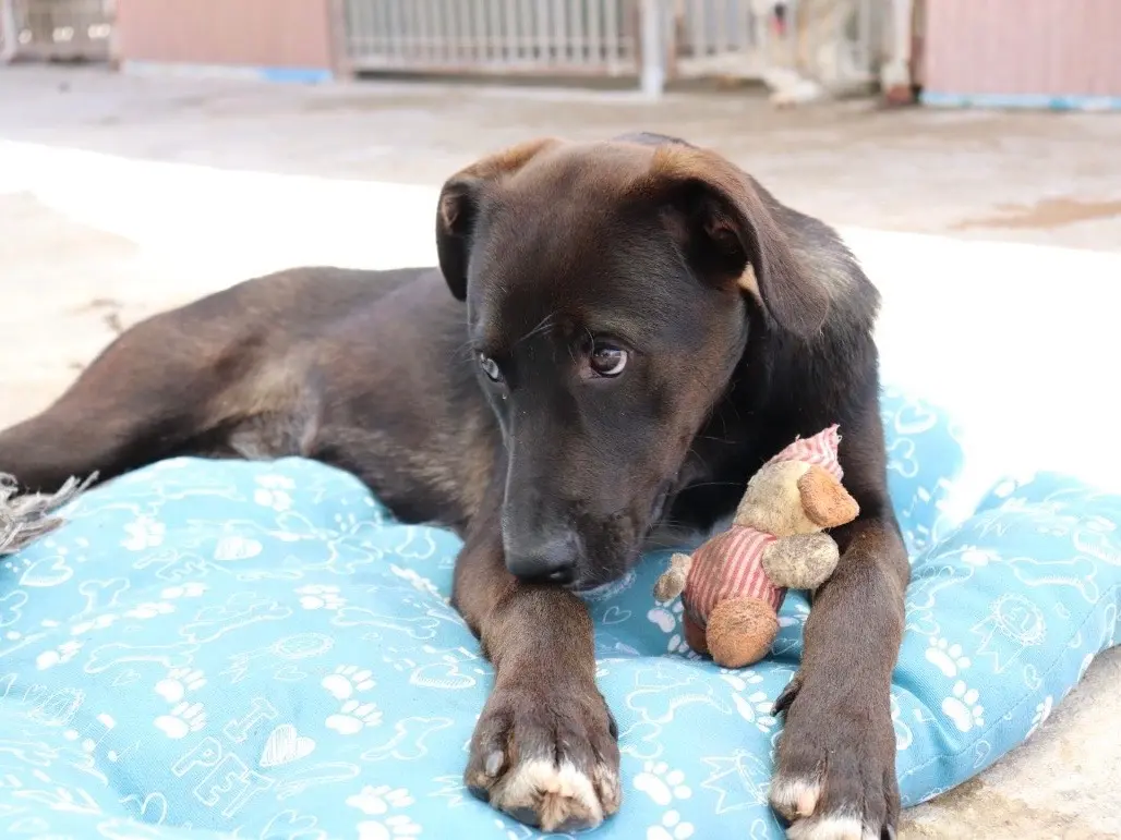 Vuoi adottare un cane a Sud?