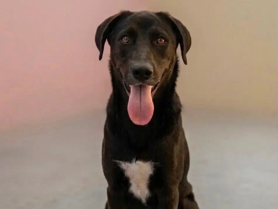 Adotta un cane, femmina, 1 anno e 11 mesi, Sud