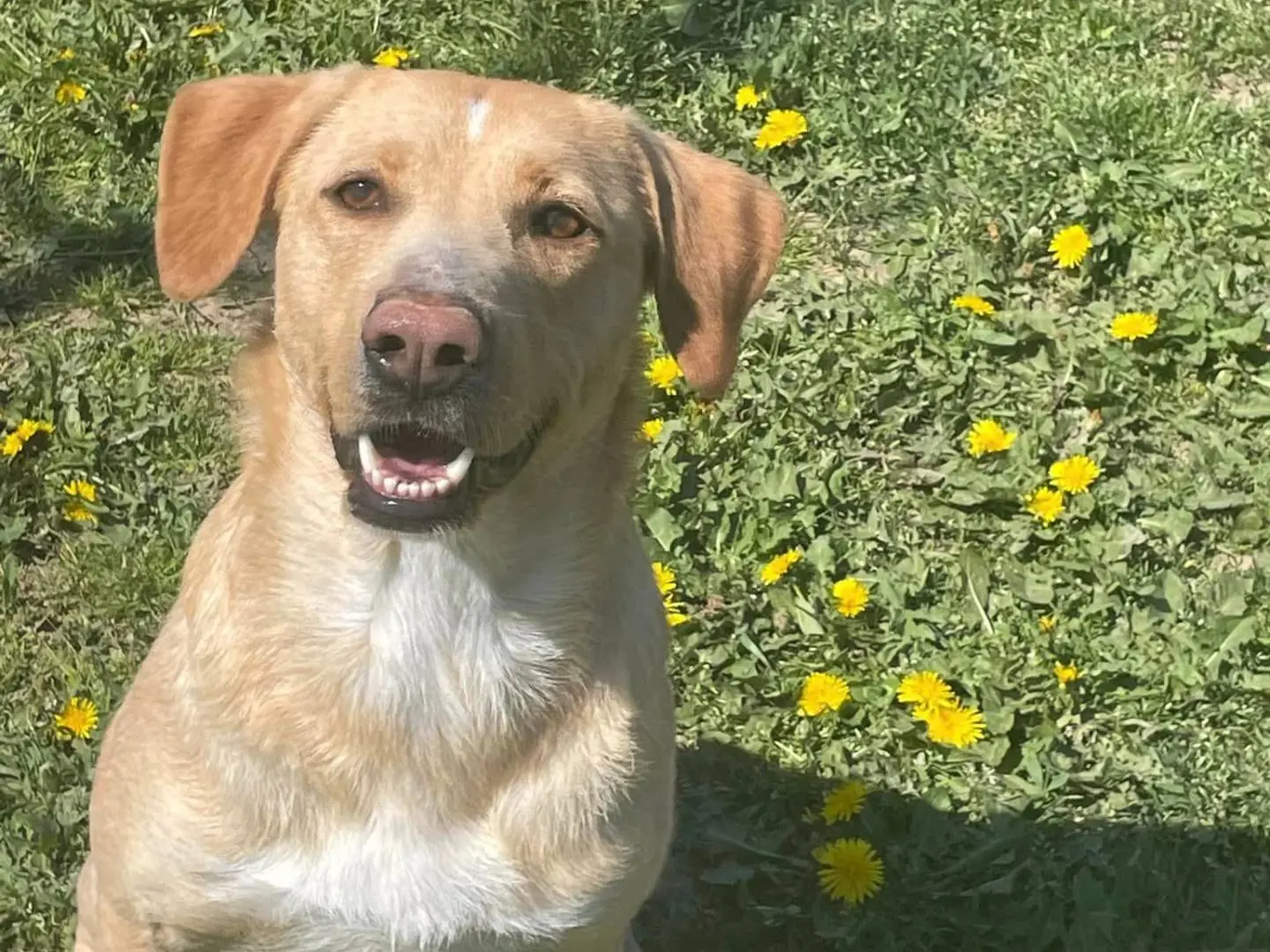 Adotta un cane, taglia media, femmina, Pavia