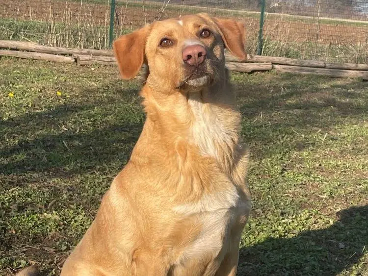 Adotta un cane, femmina, 7 anni e 3 mesi, Pavia