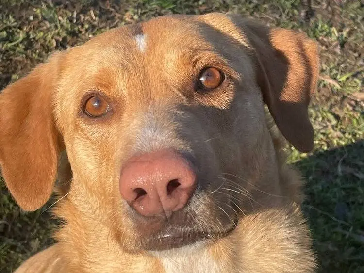 Adozione cane, femmina, Labrador Retriever Razza sconosciuta, 7 anni e 3 mesi, taglia media, Pavia