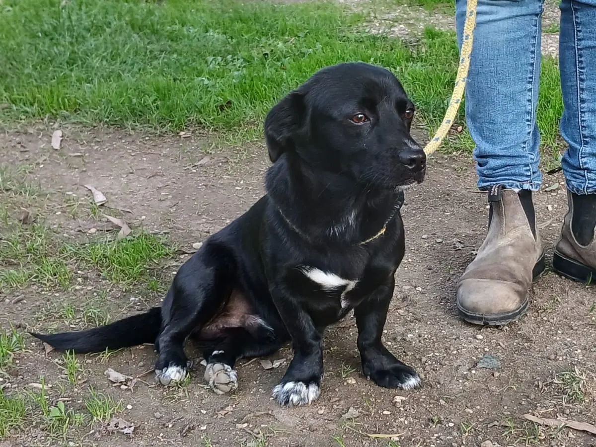 Adozione cane, maschio, Bassotto Labrador Retriever, 2 anni e 5 mesi, taglia media contenuta, Roma
