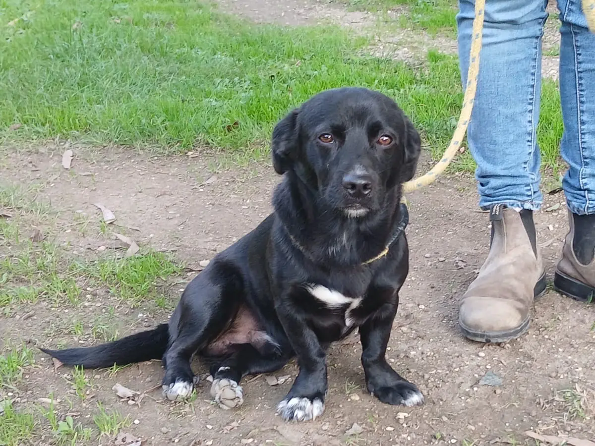 Vuoi adottare un cane a Roma?