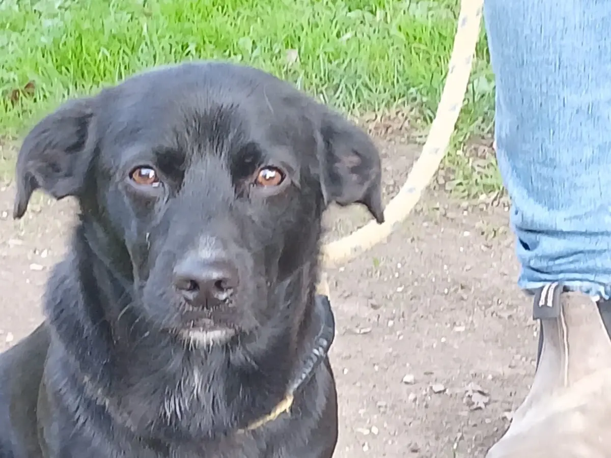 Adotta il cane Billy a Roma
