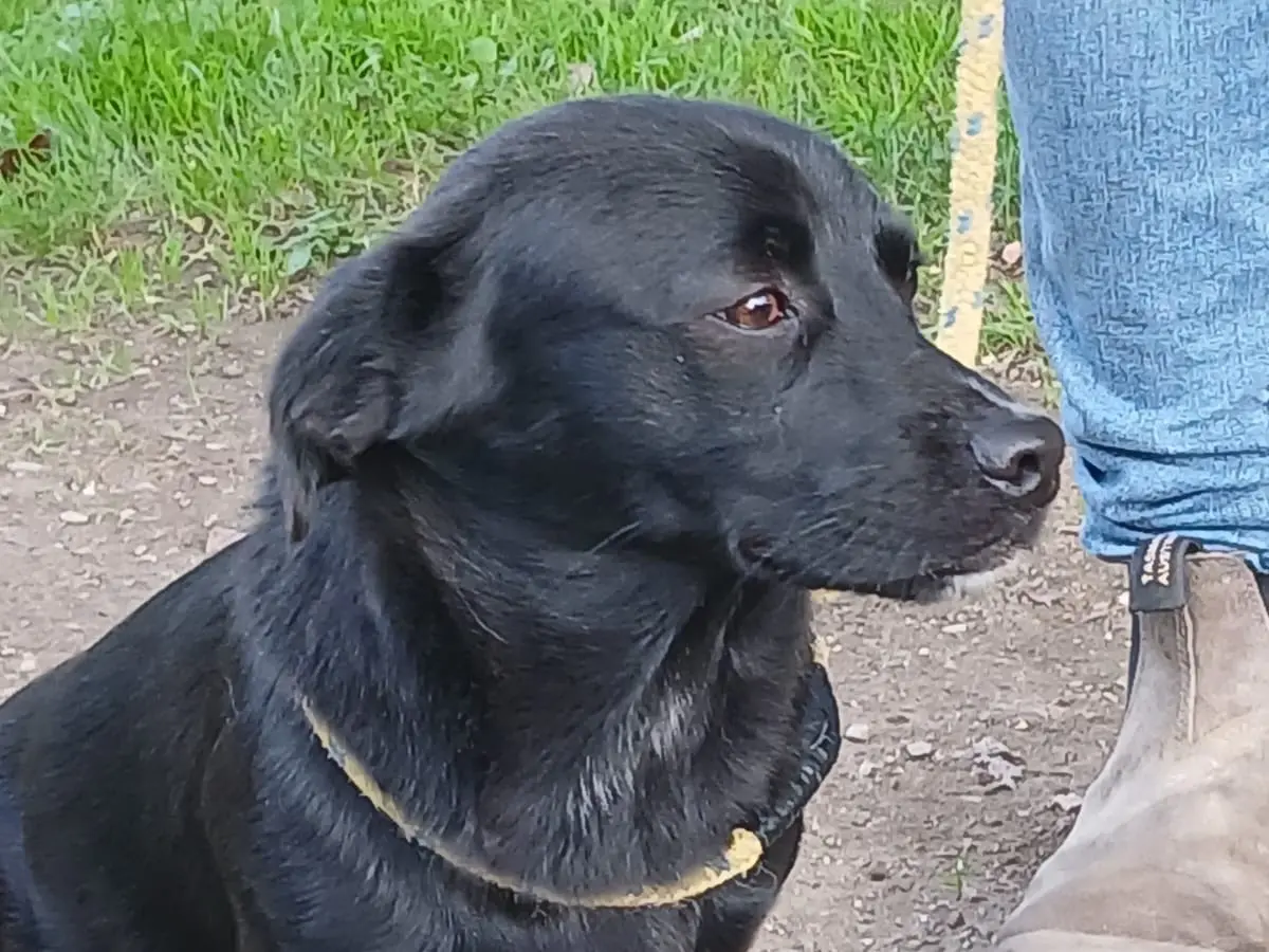 Adotta un cane, maschio, 2 anni e 5 mesi, Roma
