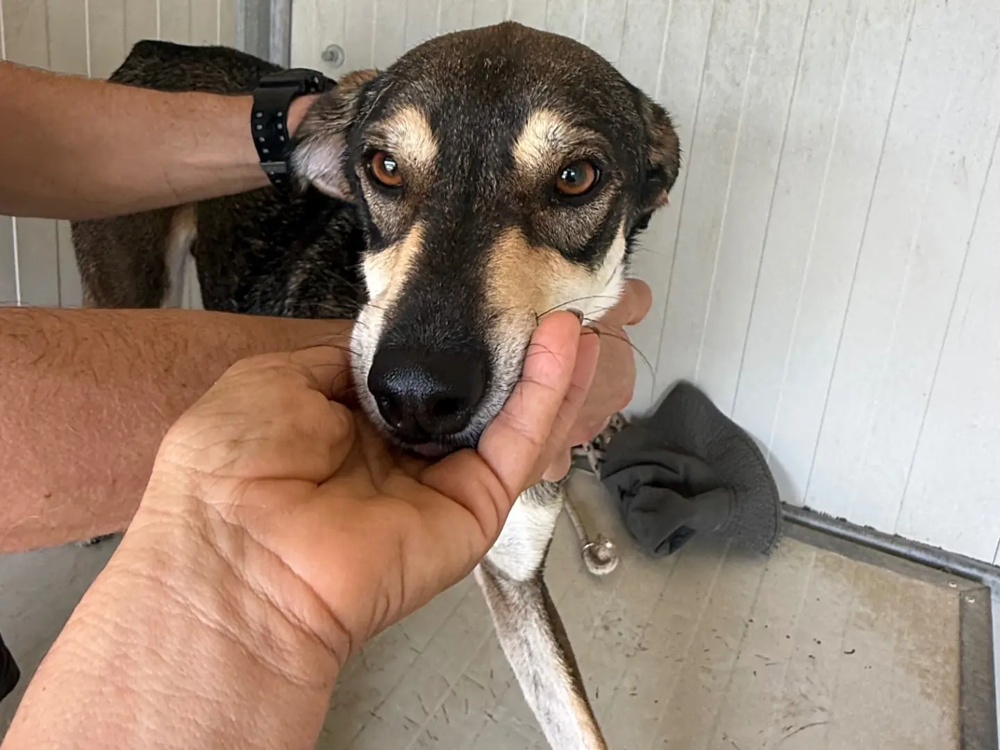 Vuoi adottare un cane a Latina?