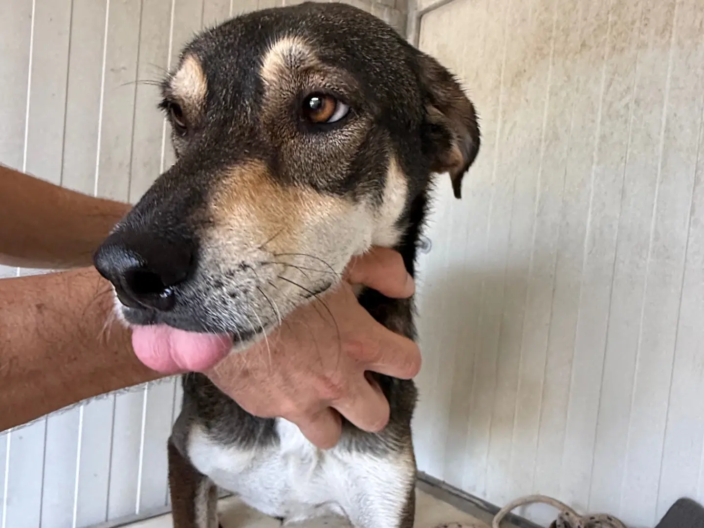 Adotta un cane, taglia media contenuta, maschio, Latina