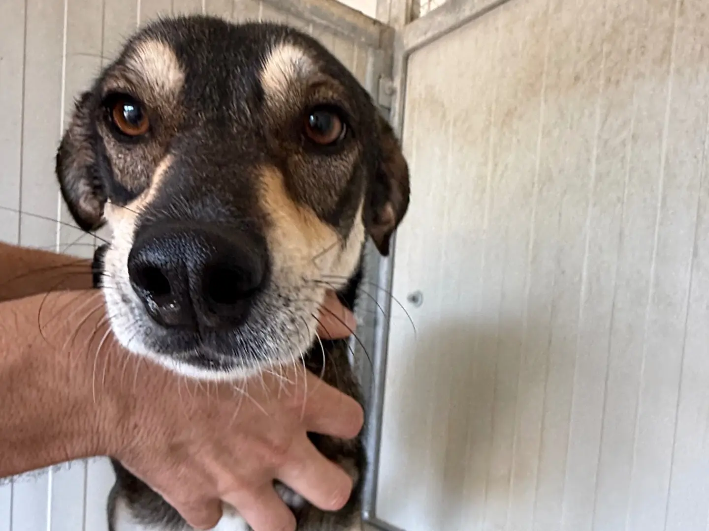 Adotta un cane, maschio, 4 anni e 1 mese, Latina