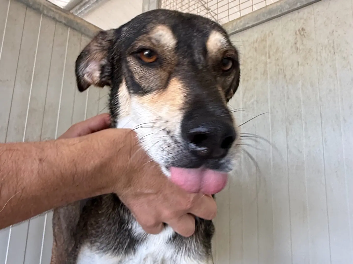 Adozione cane, maschio, Razza sconosciuta Razza sconosciuta, 4 anni e 1 mese, taglia media contenuta, Latina