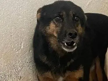 Adozione cane, maschio, Razza sconosciuta Razza sconosciuta, 8 anni e 4 mesi, taglia media, Crotone