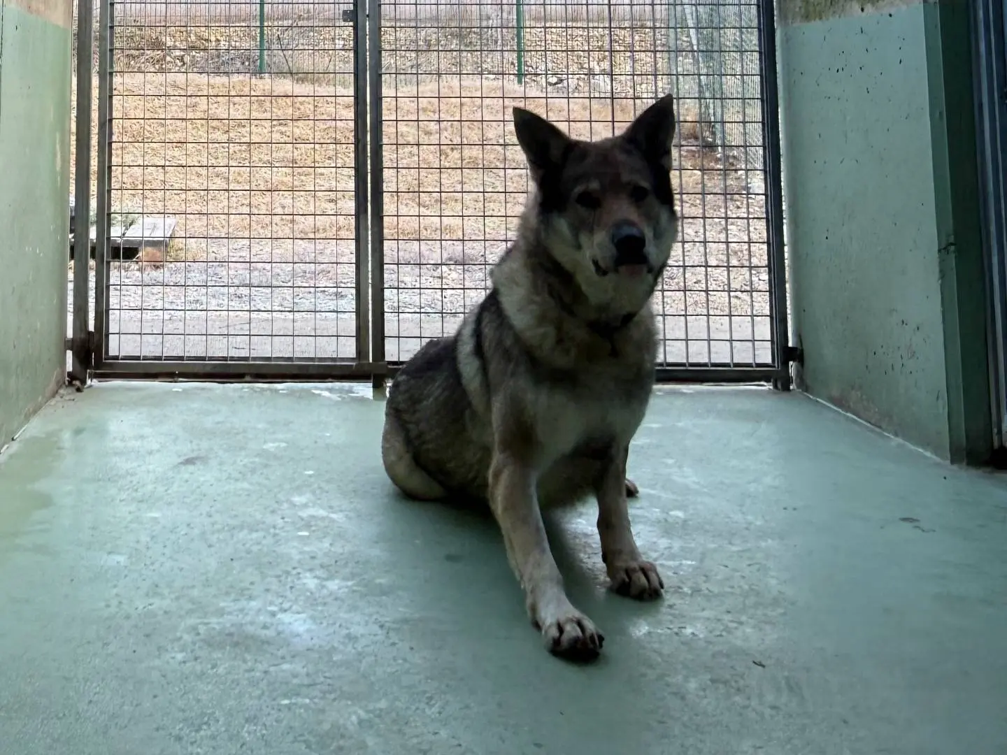 Adozione cane, maschio, Cane lupo Cecoslovacco Razza sconosciuta, 10 anni e 10 mesi, taglia gigante, Trento