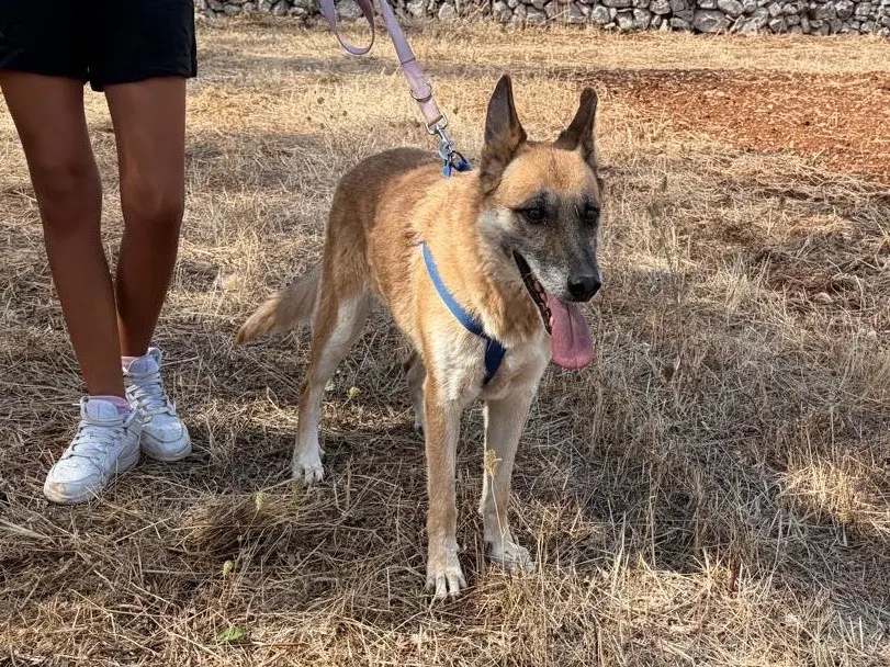 Adotta un cane, femmina, 7 anni e 5 mesi, Taranto