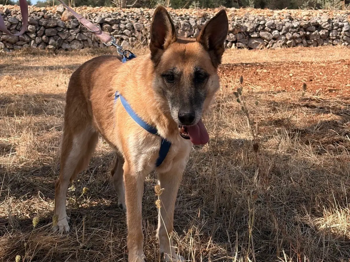 Adozione cane, femmina, Razza sconosciuta Razza sconosciuta, 7 anni e 5 mesi, taglia media, Taranto