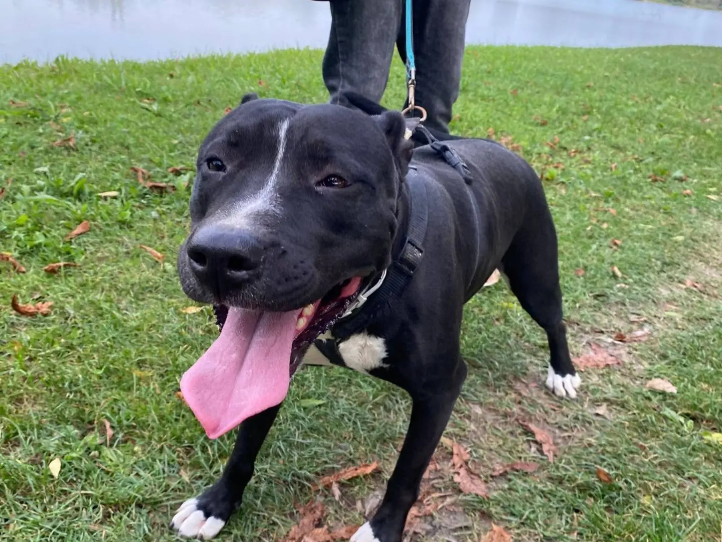 Vuoi adottare un cane a Mantova?