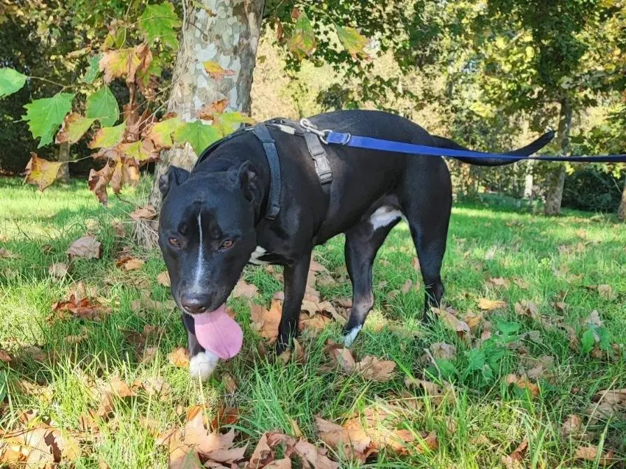 Adotta un cane, femmina, 5 anni e 7 mesi, Mantova