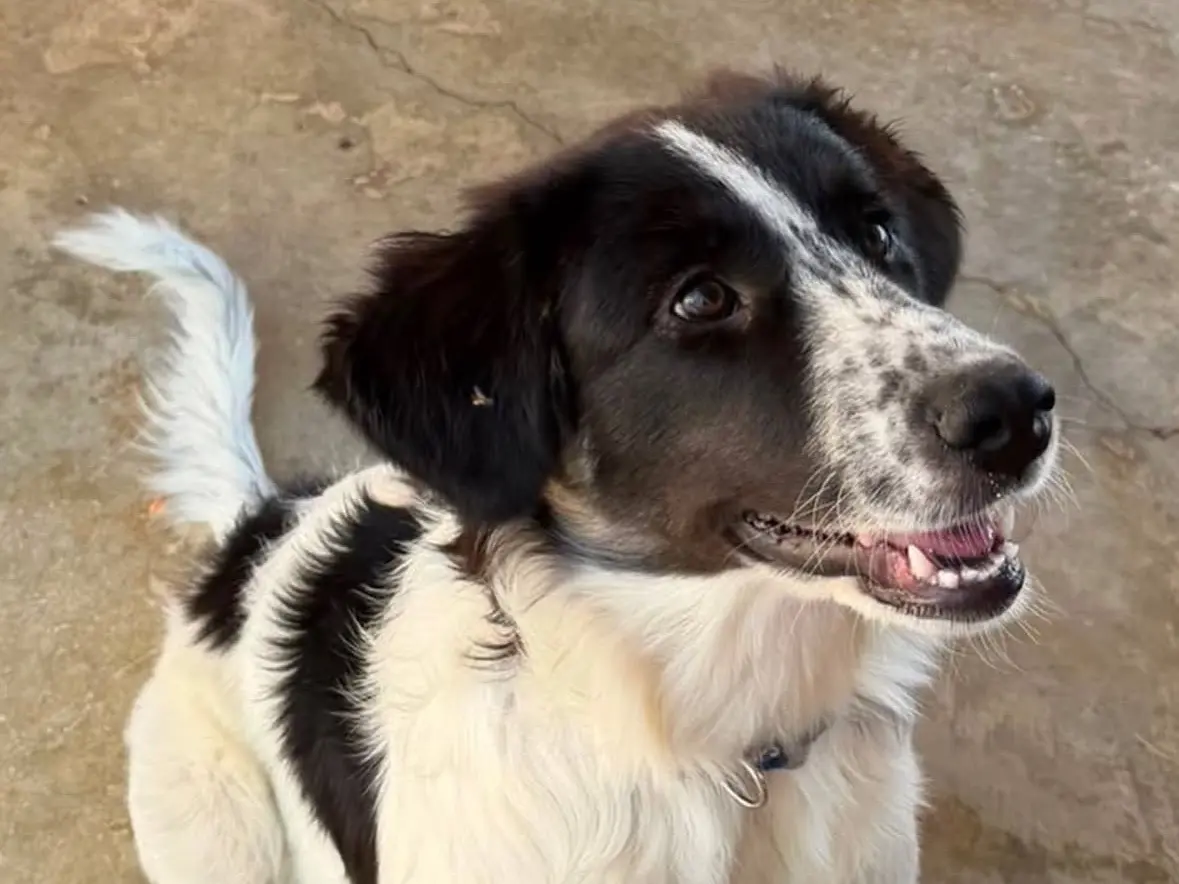 Vuoi adottare un cane a Treviso?