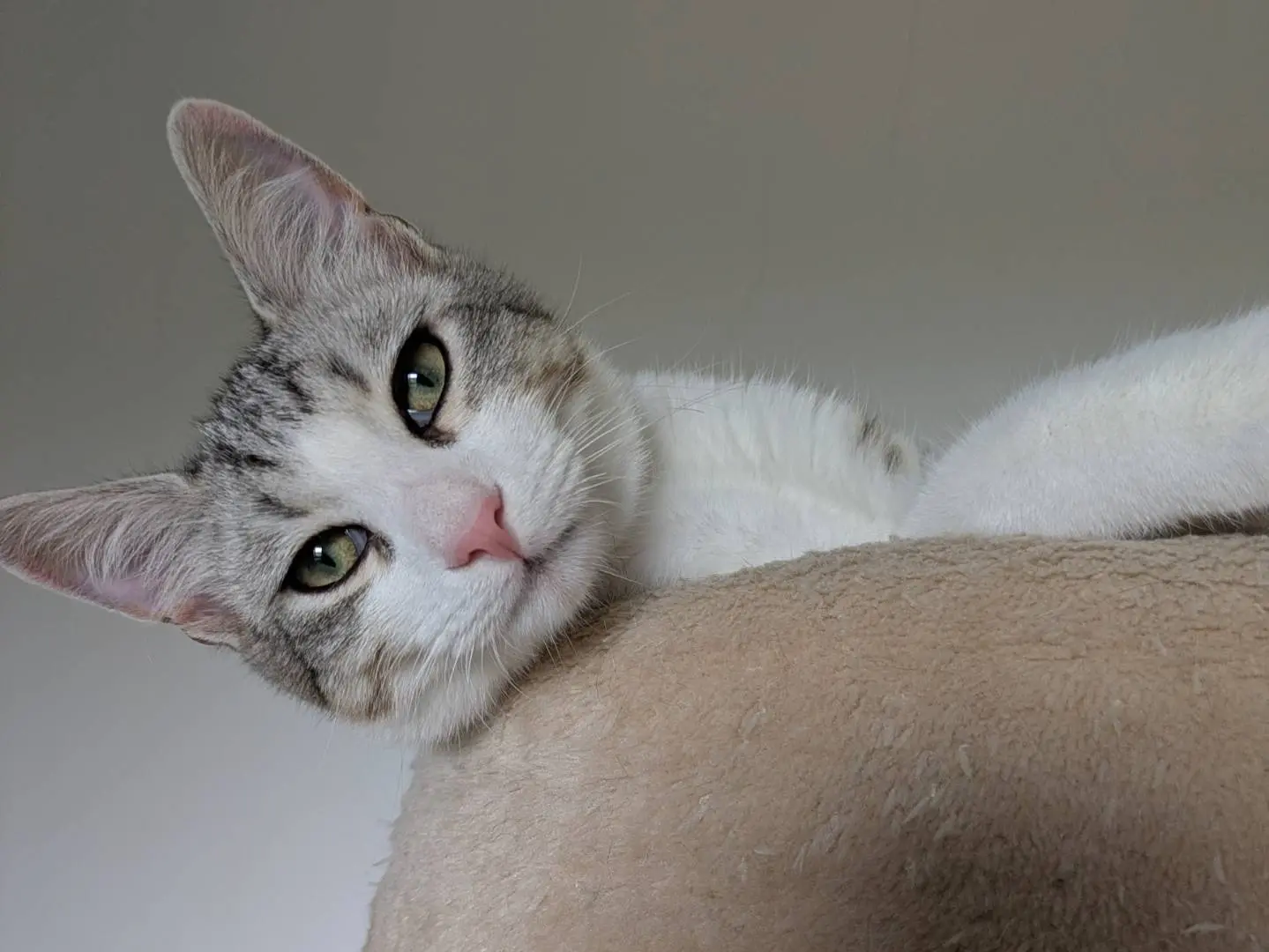 Vuoi adottare un gatto a Bergamo?