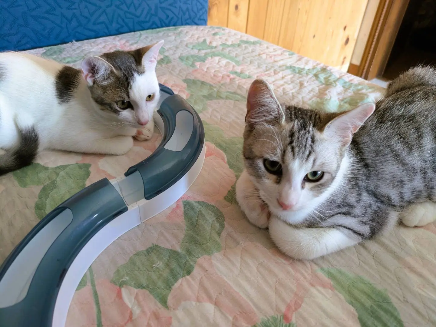 Adozione gatto, maschio, Razza sconosciuta Razza sconosciuta, 7 mesi, taglia non valida, Bergamo