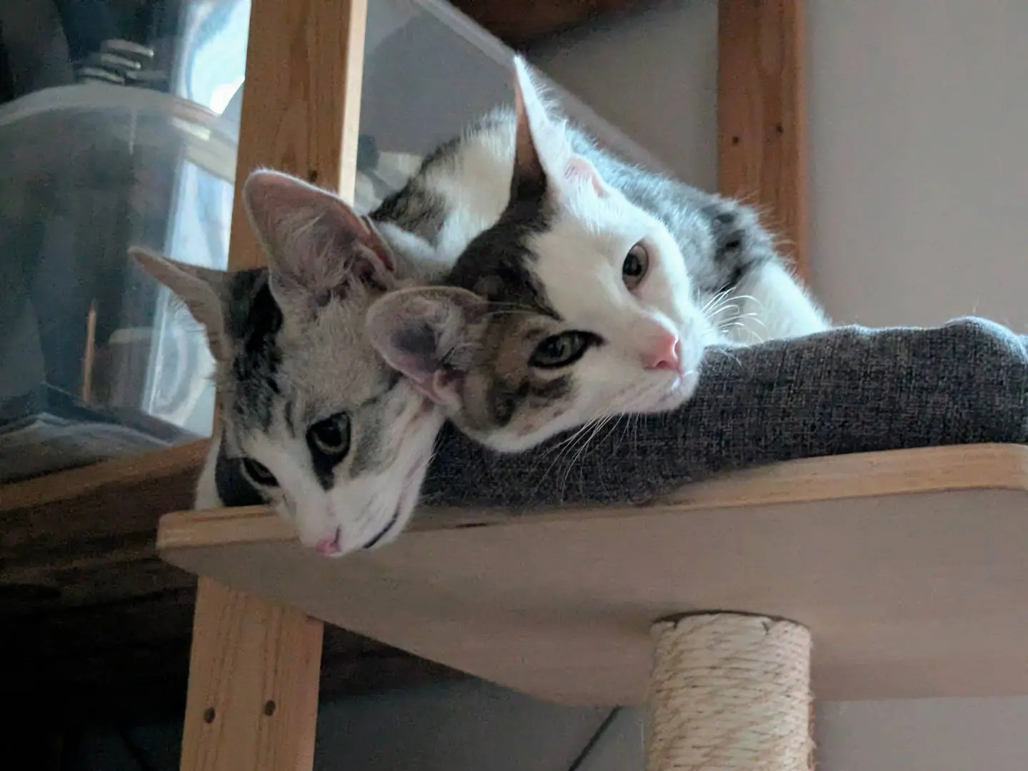 Adotta un gatto, maschio, 7 mesi, Bergamo