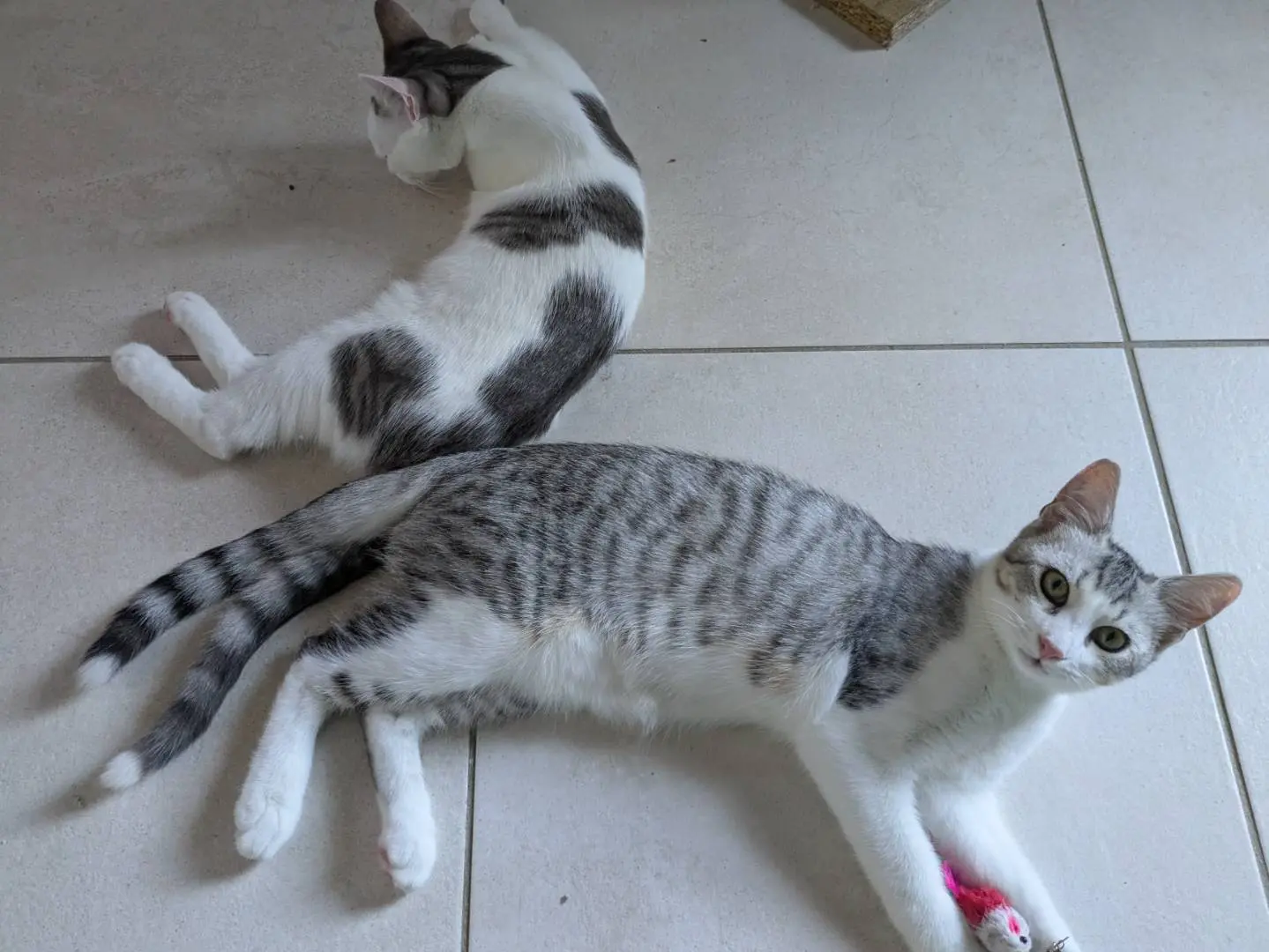 Adotta il gatto Piko e Bok a Bergamo