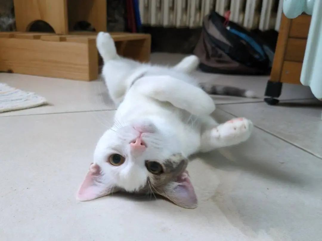 Adotta un gatto, taglia non valida, maschio, Bergamo