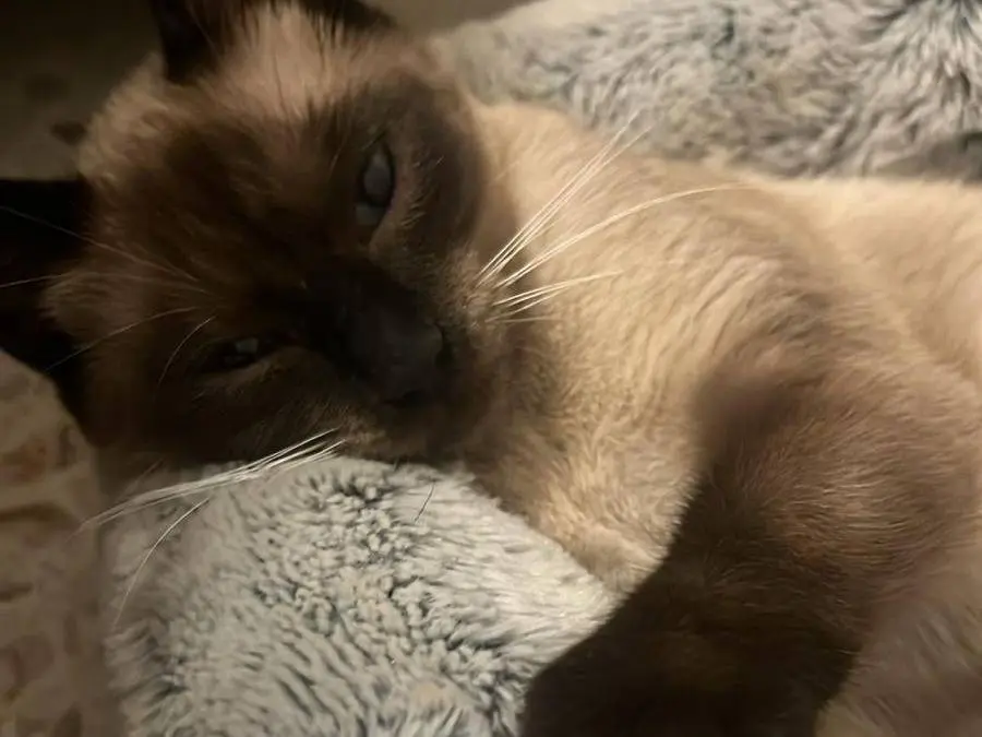 Adotta un gatto, taglia non valida, femmina, Chieti