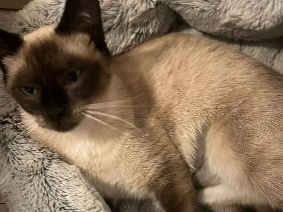 Adotta il gatto Mimì a Chieti