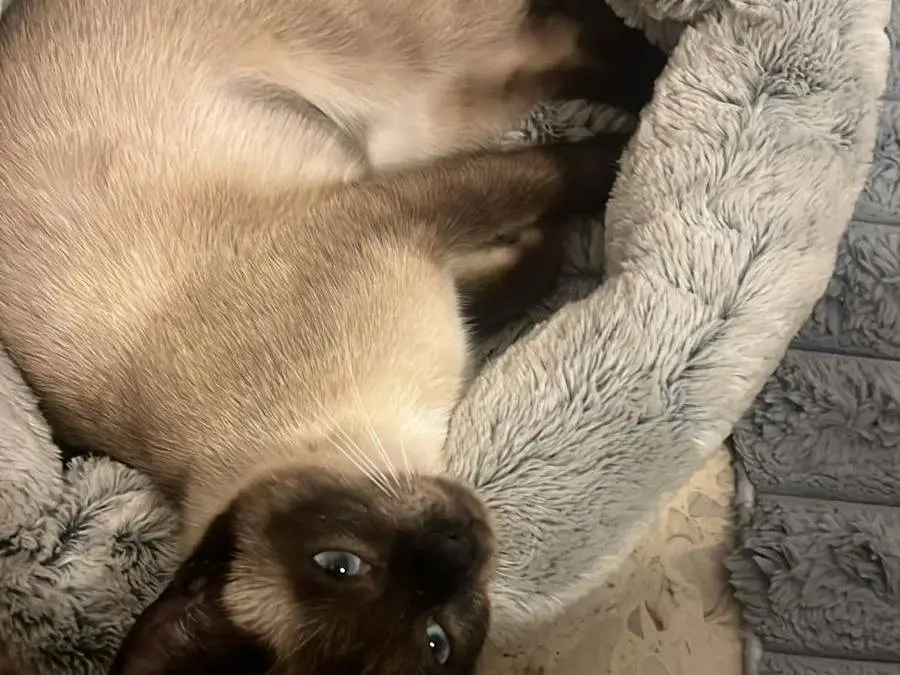 Adotta un gatto, femmina, 1 anno e 1 mese, Chieti