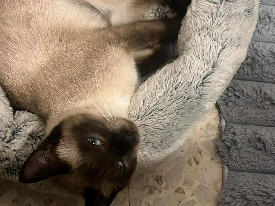 Adozione gatto, femmina, Siamese Razza sconosciuta, 1 anno e 1 mese, taglia non valida, Chieti