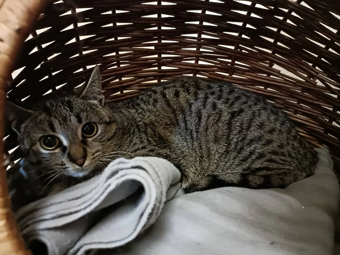 Adotta il gatto Prisca a Asti