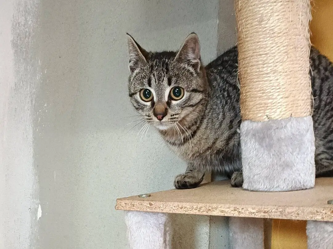 Vuoi adottare un gatto a Asti?