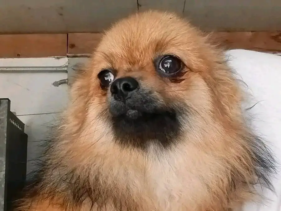 Adozione cane, femmina, Spitz Razza sconosciuta, 10 mesi, taglia piccola, Cremona
