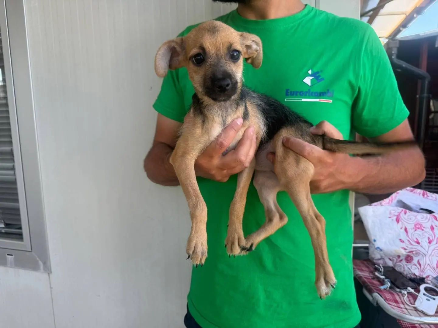 Adotta un cane, femmina, 8 mesi, Varese