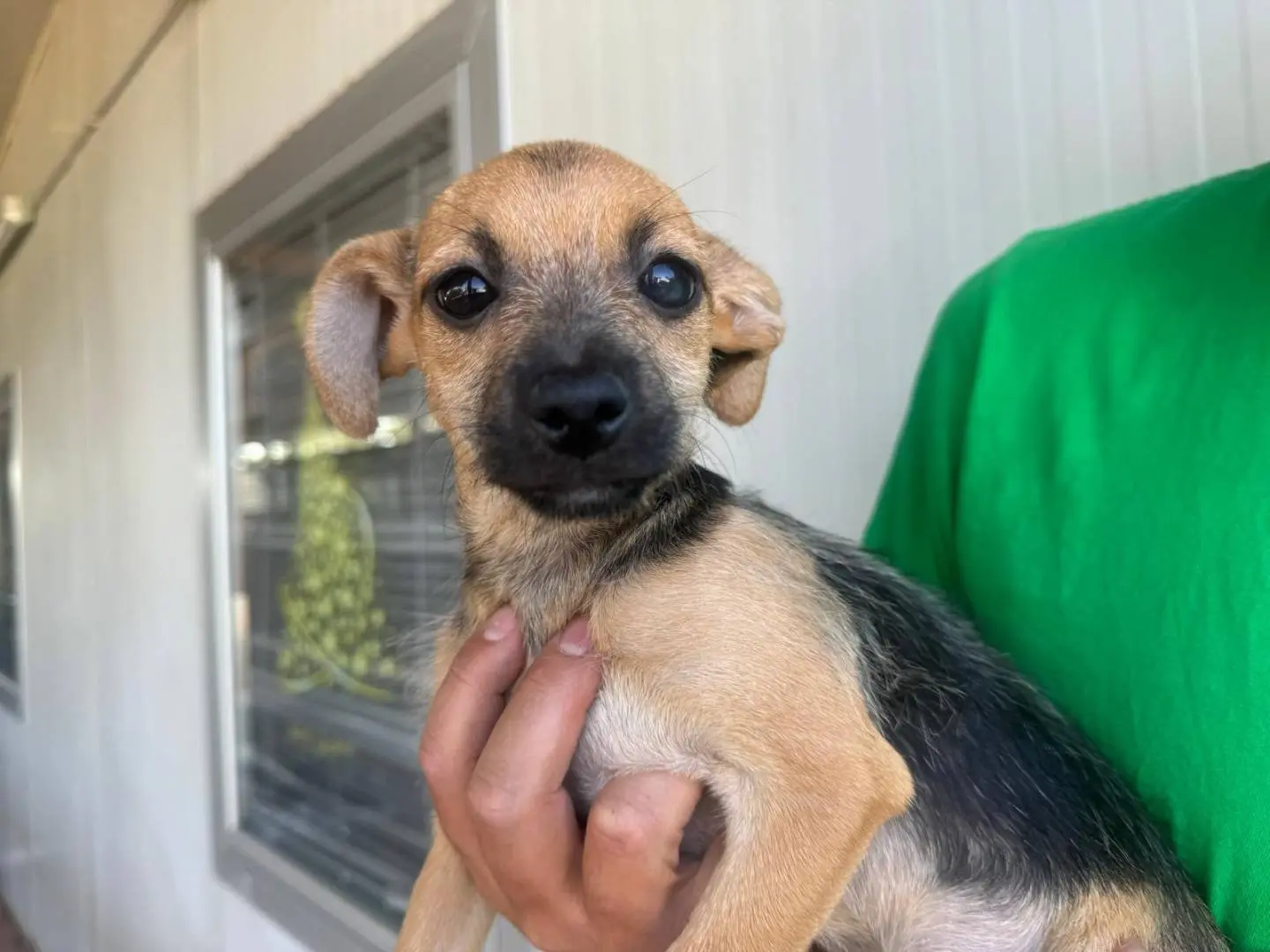 Adozione cane, femmina, Razza sconosciuta Razza sconosciuta, 8 mesi, taglia piccola, Varese