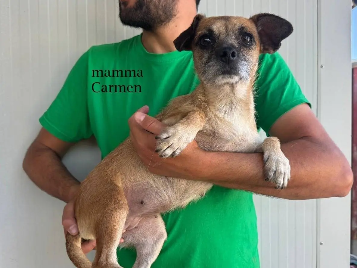 Adotta un cane, taglia piccola, femmina, Varese
