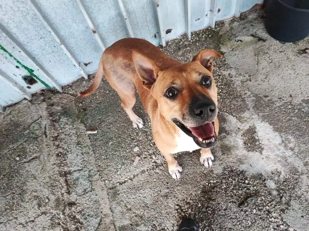 Vuoi adottare un cane a Napoli?