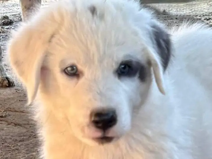 Vuoi adottare un cane a Firenze?