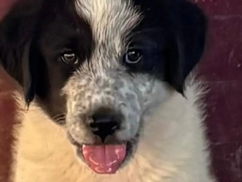 Adotta un cane, maschio, 4 mesi, Firenze