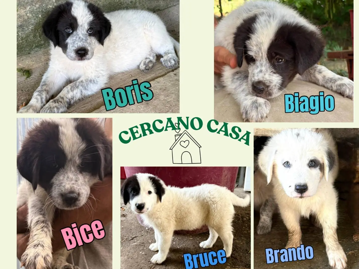 Adozione cane, maschio, Pastore maremmano Razza sconosciuta, 4 mesi, taglia gigante, Firenze
