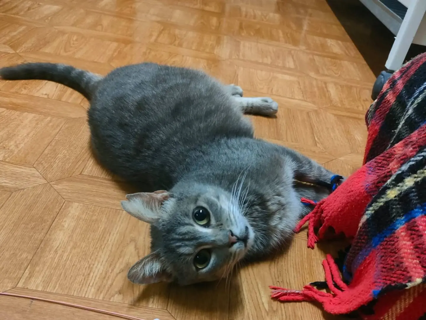 Adotta un gatto, taglia non valida, maschio, Ravenna