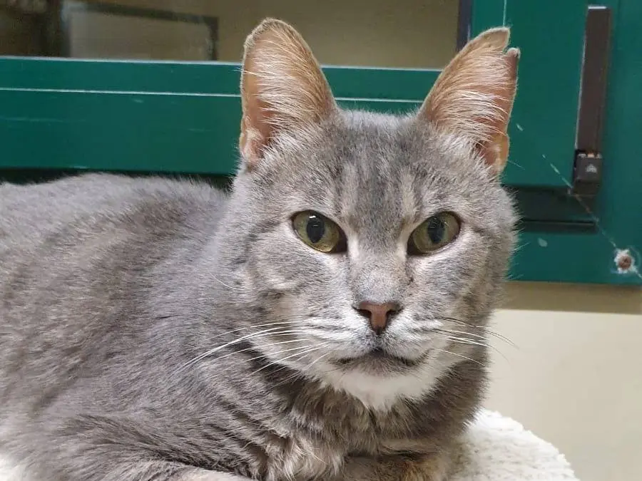 Adotta il gatto Milo a Ravenna