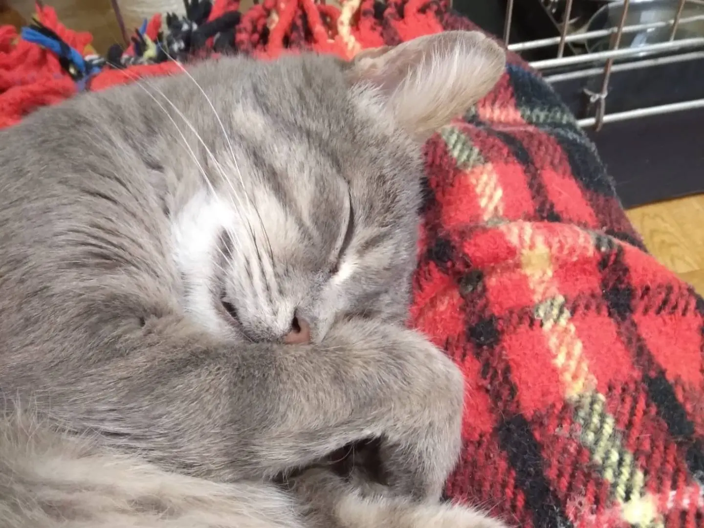 Vuoi adottare un gatto a Ravenna?