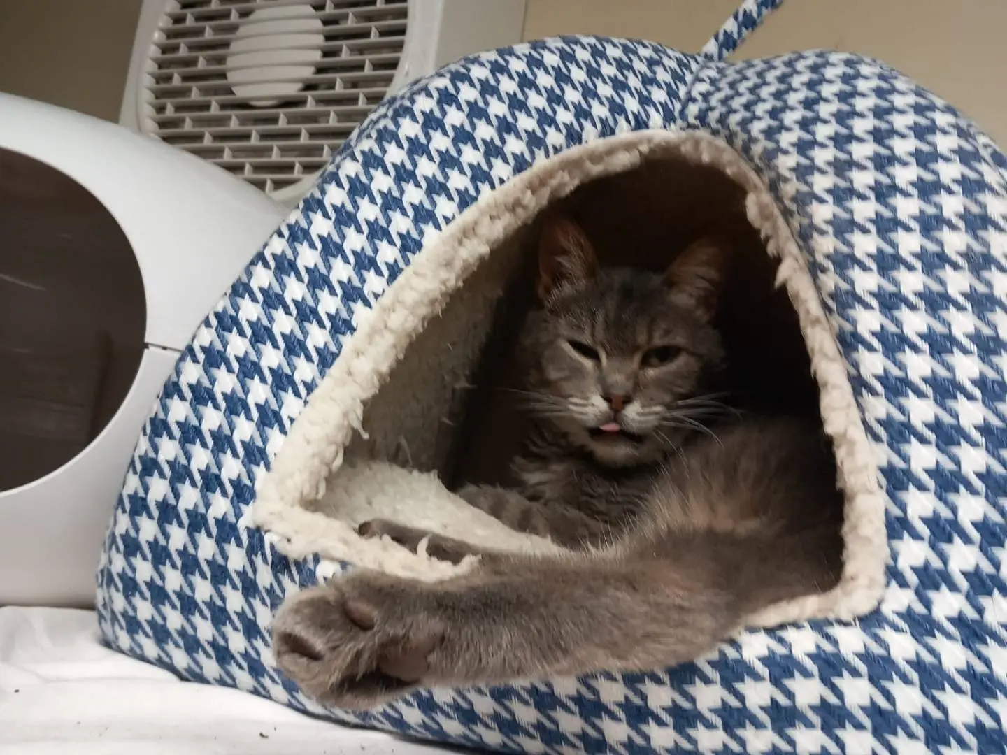 Adozione gatto, maschio, Razza sconosciuta Razza sconosciuta, 13 anni e 9 mesi, taglia non valida, Ravenna