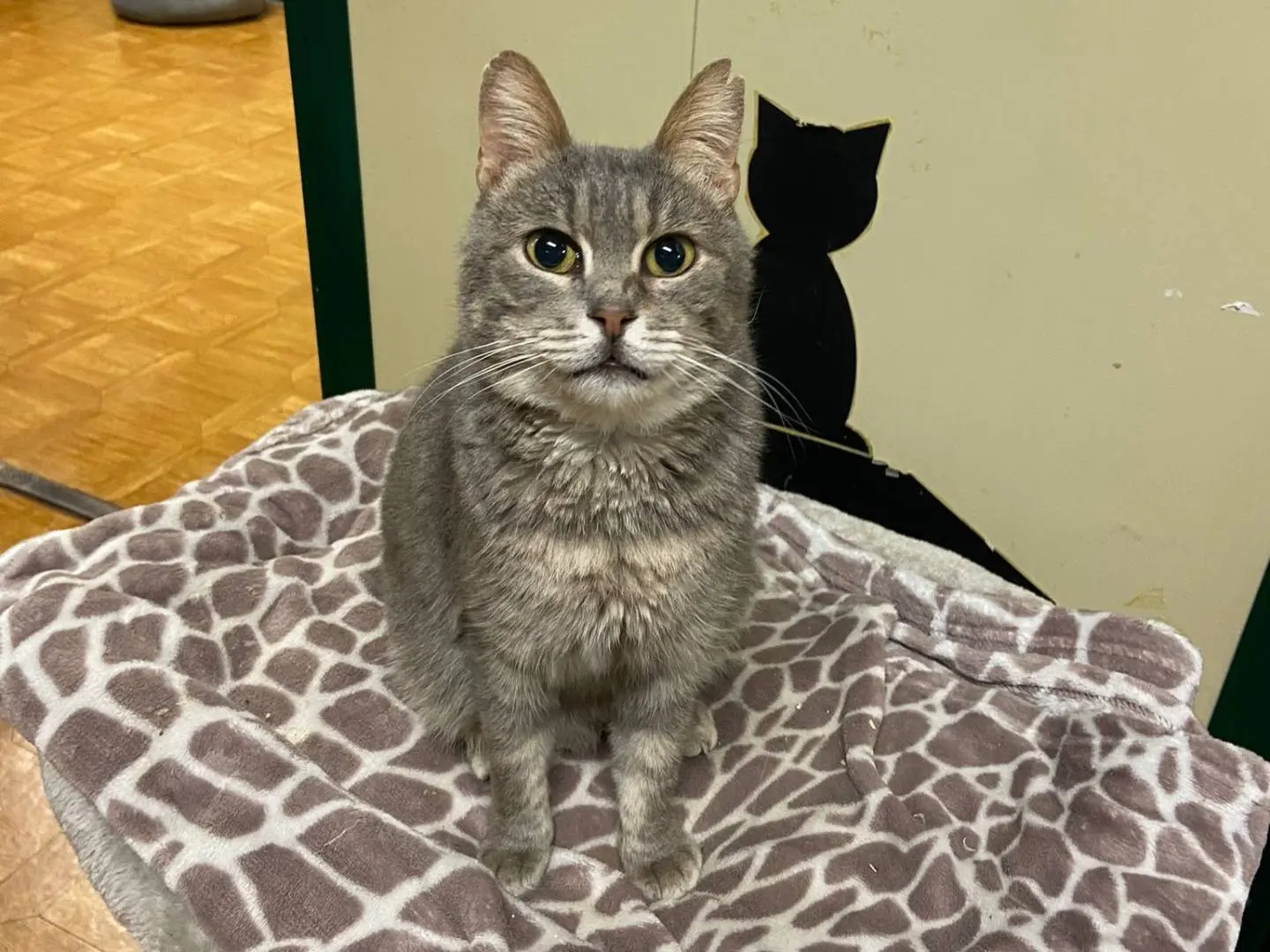 Adotta un gatto, maschio, 13 anni e 9 mesi, Ravenna