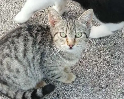 Foto 2 dell'animale