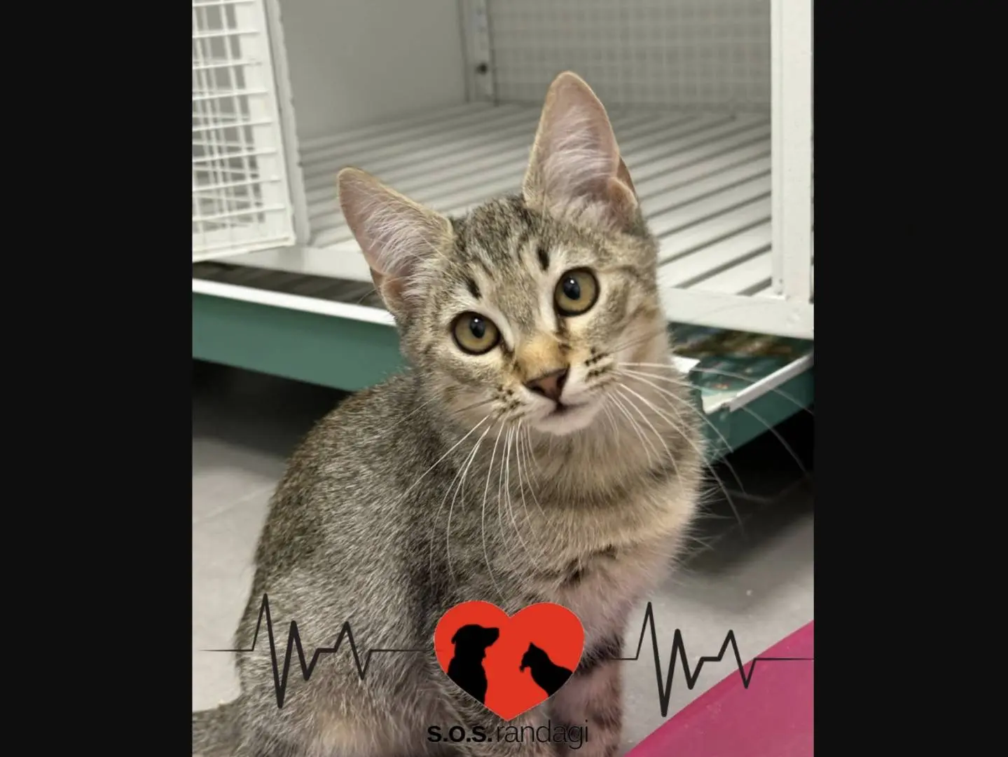 Adozione gatto, maschio, Razza sconosciuta Razza sconosciuta, 6 mesi, taglia non valida, Milano