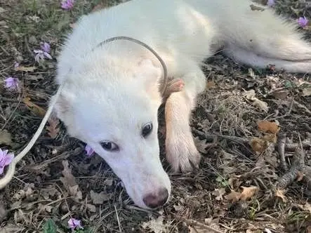 Adotta un cane, femmina, 6 mesi, Milano